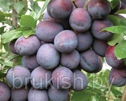 Слива Амерс