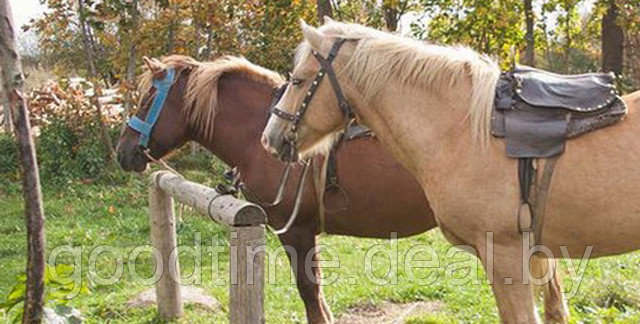 Катание на лошадях Минск - фото 3 - id-p2935538