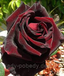Роза чайно-гибридная "Чёрная магия" - фото 1 - id-p2945484