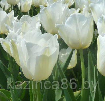 Тюльпан DYNASTY WHITE 12+ - фото 1 - id-p66752861