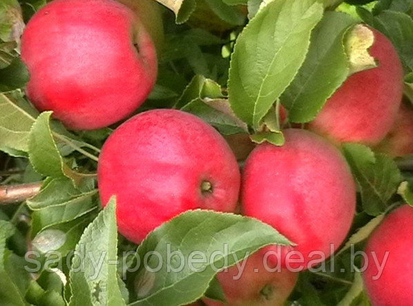 Саженцы яблони "мечта" - фото 1 - id-p2950711