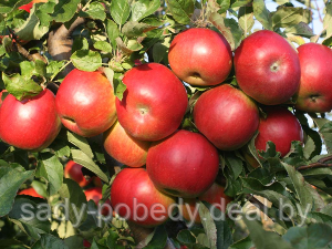 Саженцы яблони "Женева" - фото 1 - id-p2953007