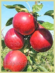 Саженцы яблони "утро" - фото 1 - id-p2953051
