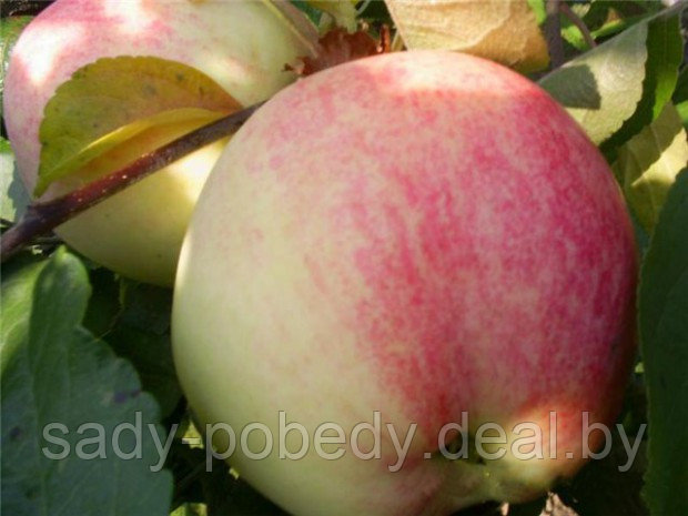 Саженцы яблони "Избранница" - фото 1 - id-p2953072