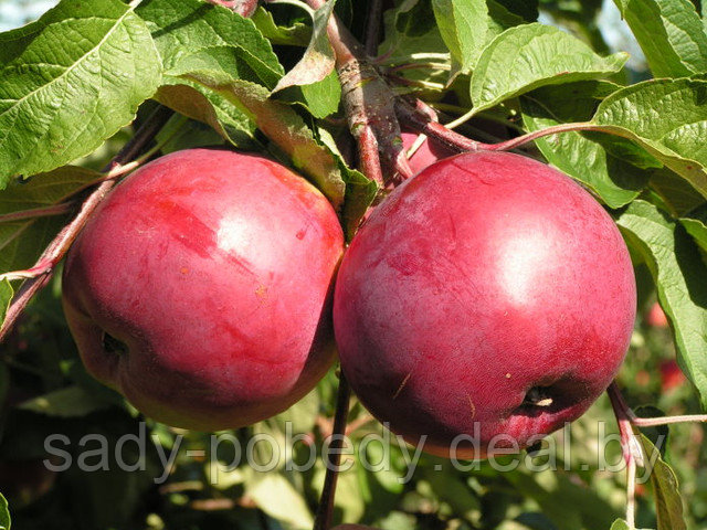 Саженцы яблони "Дарунак" - фото 1 - id-p2953550