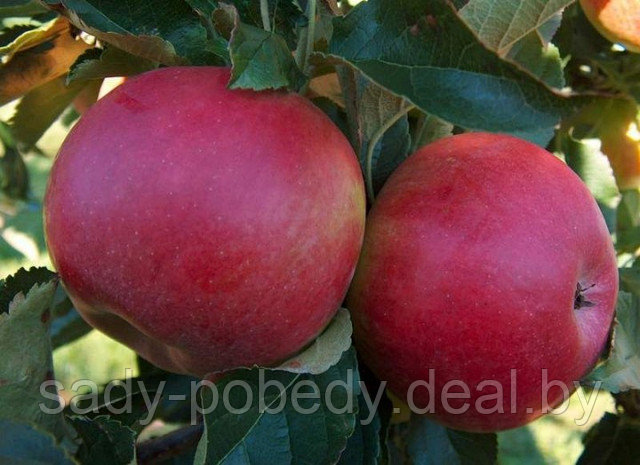 Саженцы яблони "лигол" - фото 1 - id-p2953585