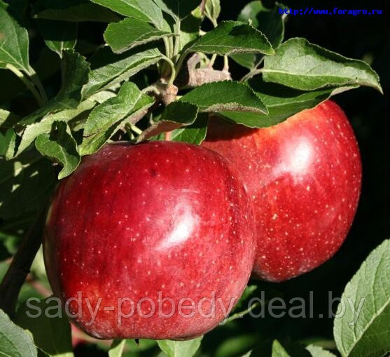 Саженцы яблони "Шампион" - фото 1 - id-p2953589
