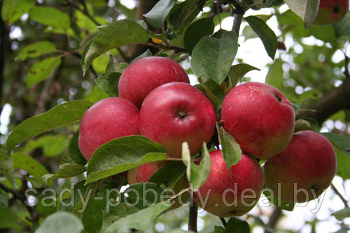 Саженцы яблони "Спартан" - фото 1 - id-p2953600