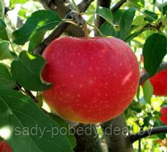 Саженцы яблони "Хани Хриспт" - фото 1 - id-p2953606