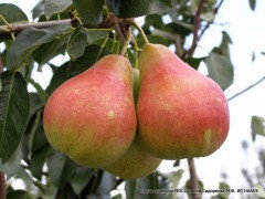 Саженцы груши"Любимица клапа"
