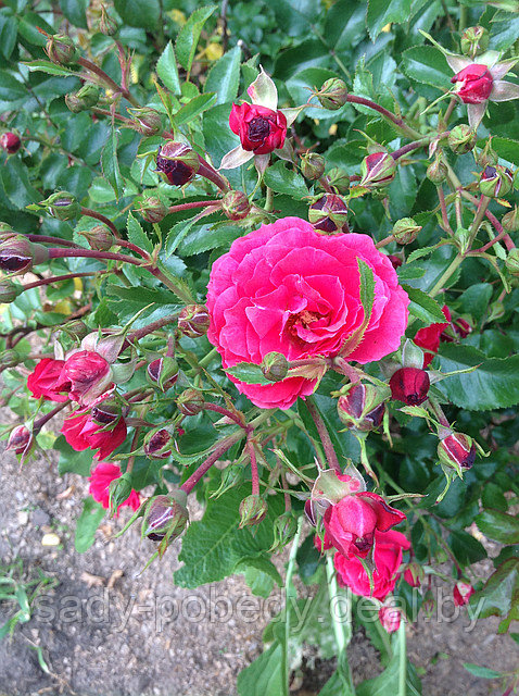 Саженцы розы Розы"Миниатюрные" - фото 1 - id-p2965379