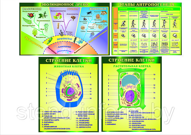 Стенды по биологии р-р 100*80 см, 120*70, 90*70 см стоимость комплекса , без борта - фото 1 - id-p2984384