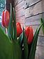 Луковицы тюльпанов на выгонку, фото 2