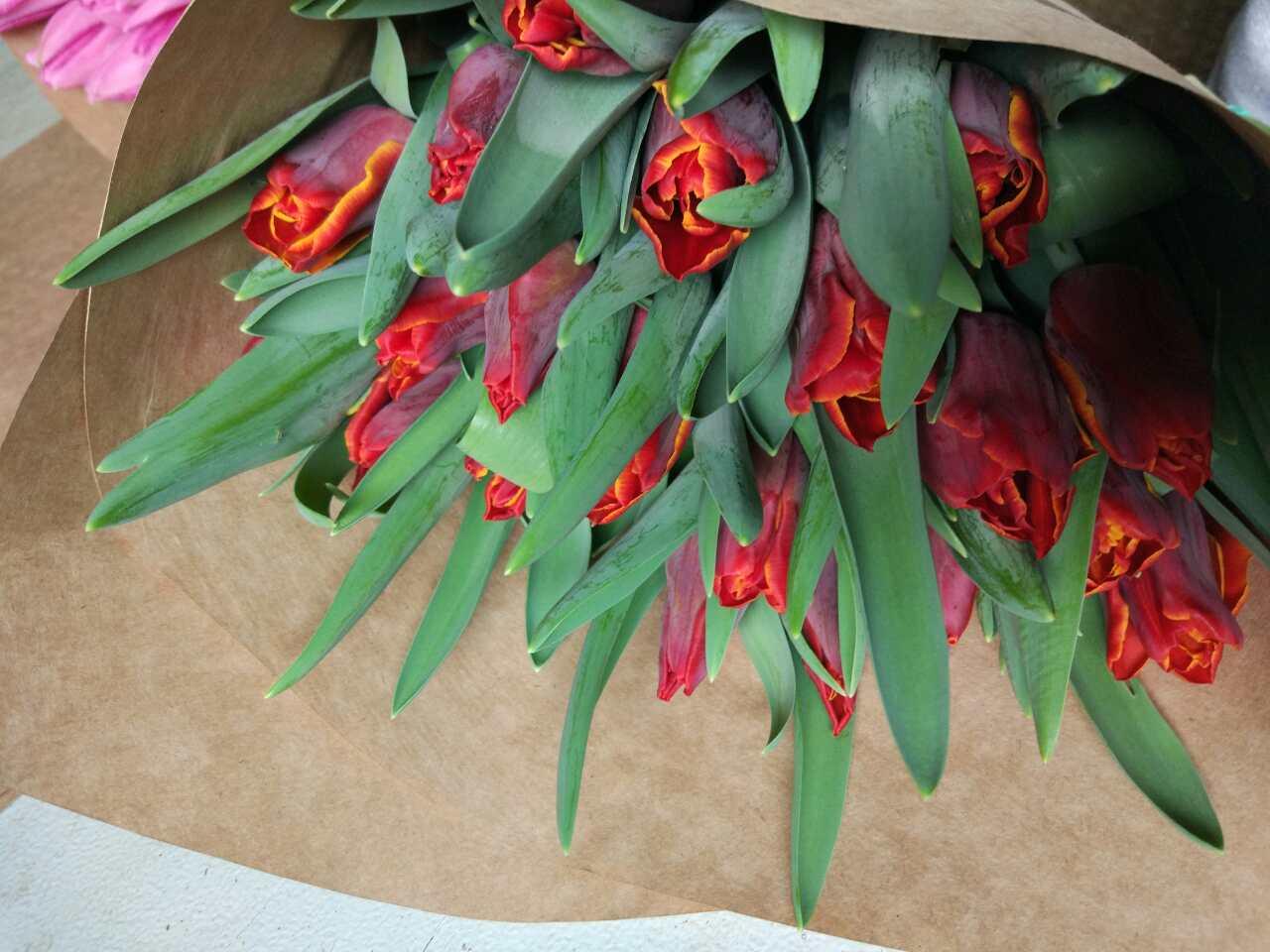 Луковицы тюльпанов на выгонку к 8 Марта - фото 7 - id-p78186433