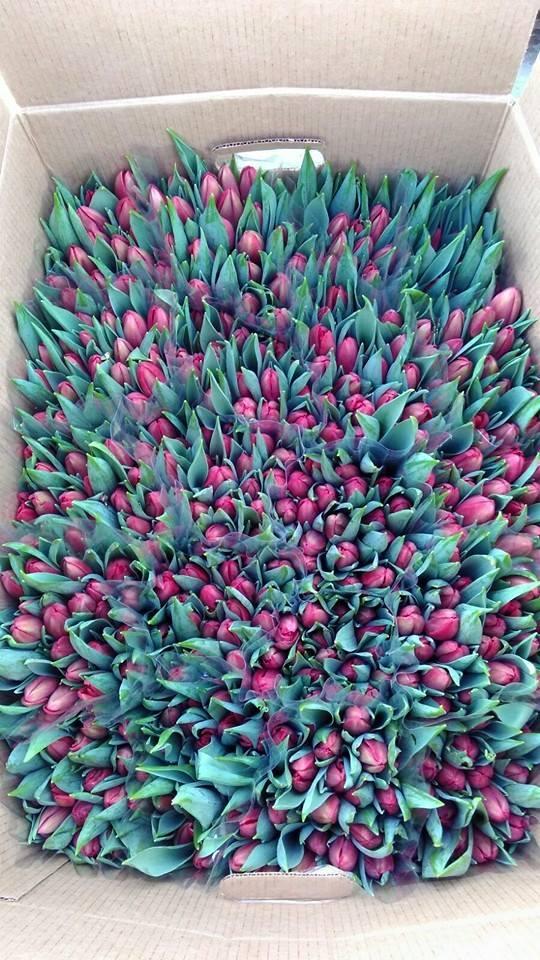 Луковицы тюльпанов на выгонку - фото 5 - id-p78856708