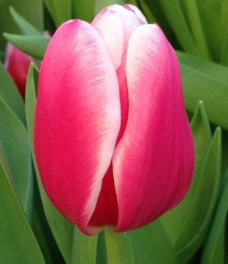 Луковицы тюльпанов на выгонку - фото 7 - id-p78856708