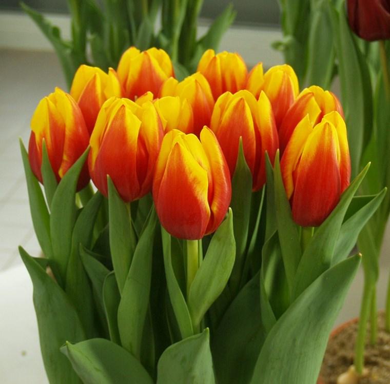Луковицы тюльпанов из Голландии - фото 8 - id-p78449573