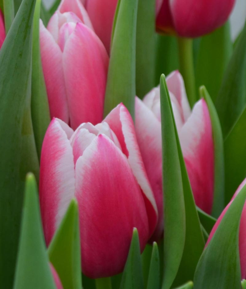 Луковицы тюльпанов из Голландии - фото 9 - id-p78449573