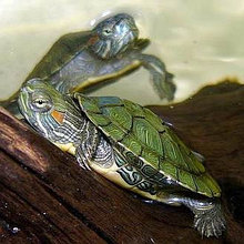 Черепаха красноухая  Trachemys scripta elegans