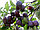 Саженцы сливы "Чернослив крупноплодный", фото 2