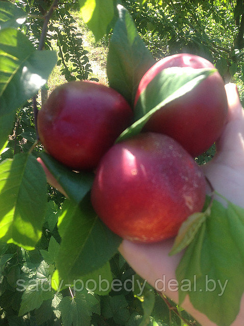 Саженцы сливы диплоидная "Комета" - фото 2 - id-p2339496