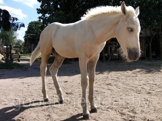 Катание на лошадях - фото 4 - id-p2392706