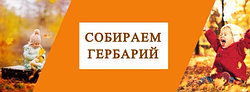 СОБИРАЕМ ГЕРБАРИЙ С РЕБЕНКОМ