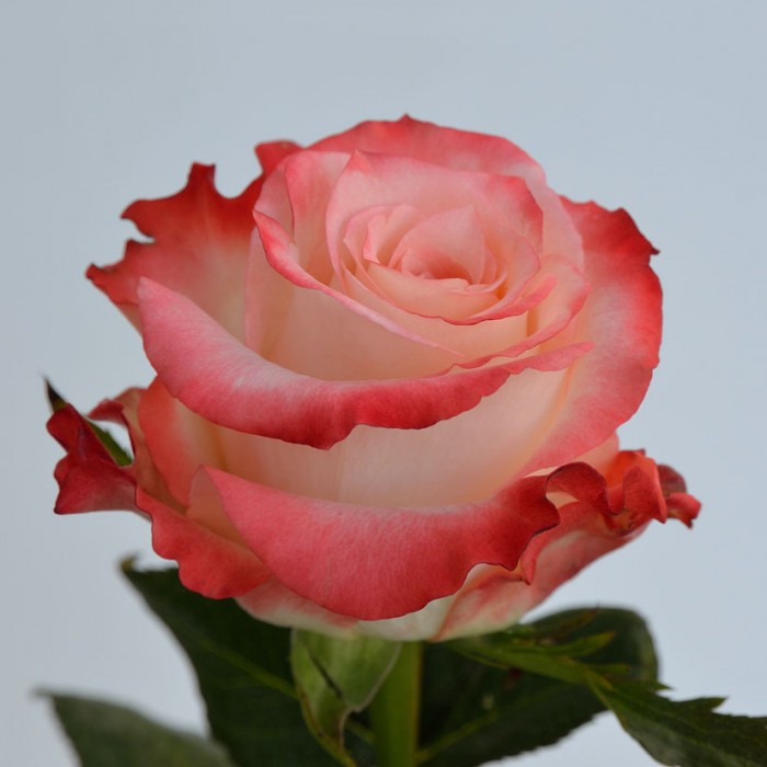 Роза дуэт фото и описание