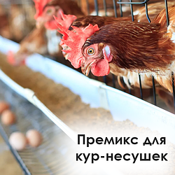 Премикс, кормовой концентрат (добавка к корму) для кур-несушек, РБ (весовой)