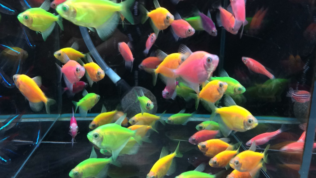 ГЛОФИШ, яркие светящиеся рыбки, флуоресцентные рыбки, GloFish 6 ШТ - фото 1 - id-p68738317