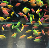 ГЛОФИШ, яркие светящиеся рыбки, флуоресцентные рыбки, GloFish 6 ШТ, фото 2