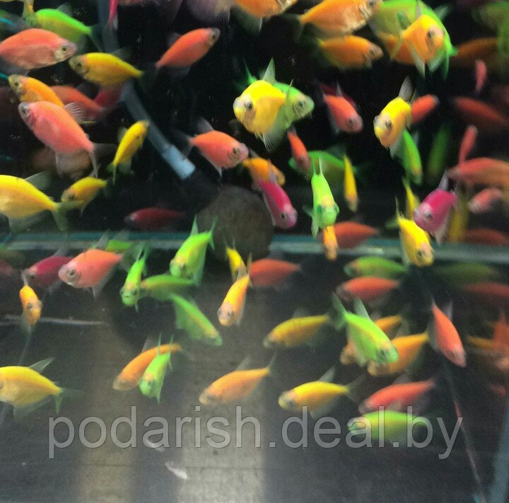 ГЛОФИШ, яркие светящиеся рыбки, флуоресцентные рыбки, GloFish 6 ШТ - фото 2 - id-p68738317