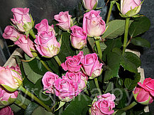 Кусты роз aqua №5, фото 3