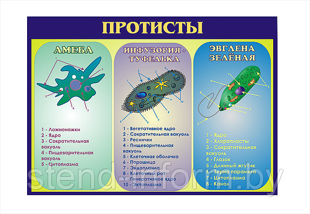 ПЛАКАТ по биологии на картоне СТРОЕНИЕ ПРОСТЕЙШИХ р-р 100*70 см - фото 1 - id-p45057579