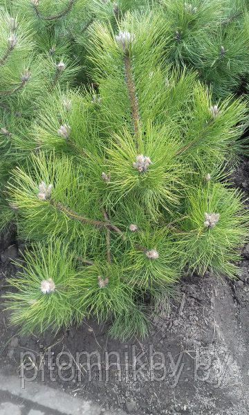 Сосна черная (Pinus Nigra) 0,8 - 1 м - фото 1 - id-p70016644