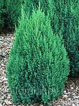 Можжевельник китайский Стрикта. Juniperus chinensis ‘Stricta’