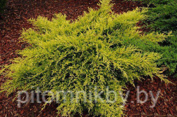 Можжевельник Олд Голд (Juniperus media Old Gold) - фото 1 - id-p70035581