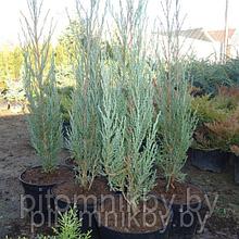 Можжевельник скальный «Блю Арроу» (Jniperus scopulorum Blue Arrow)