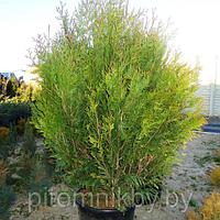 ТУЯ СКЛАДЧАТАЯ КУРНИК 40-50 СМ(THUJA OCCIDENTALIS KORNIK)