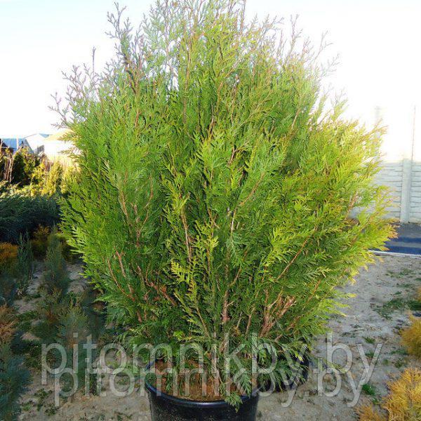 ТУЯ СКЛАДЧАТАЯ КУРНИК 40-50 СМ(THUJA OCCIDENTALIS KORNIK) - фото 1 - id-p70071516