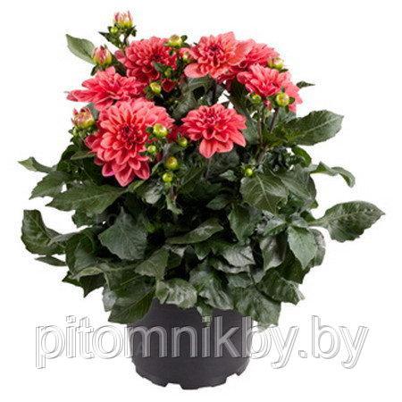 Dahlia Dalina Maxi Acapulco