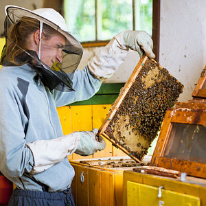 услуги в области пчеловодства