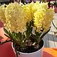 Гиацинты цветущие, фото 7