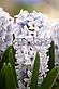 Гиацинты цветущие, фото 3