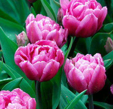 Нежно-розовые тюльпаны - фото 3 - id-p73875873