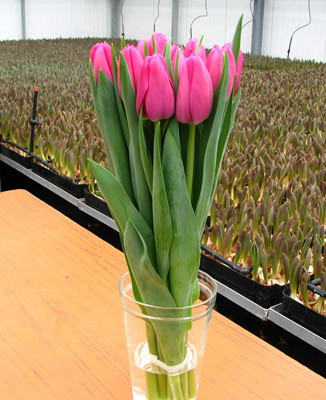 Нежно-розовые тюльпаны - фото 4 - id-p73875873