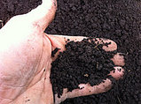 Почва чернозем, фото 3