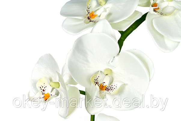 Цветочная композиция из орхидей в горшке B039, фото 2
