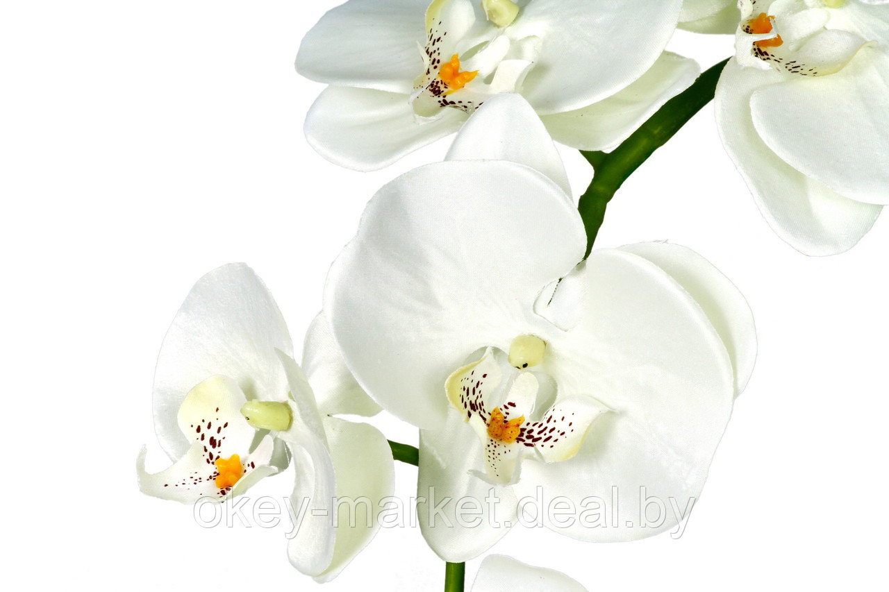 Цветочная композиция из орхидей в горшке B039 - фото 4 - id-p71910524