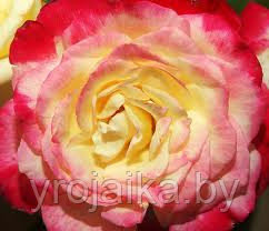 Кусты роз Дуэт №21, фото 2
